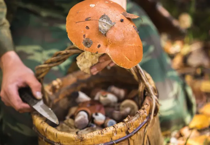 Stojaki grzyb i stojak do przechowywania fungi