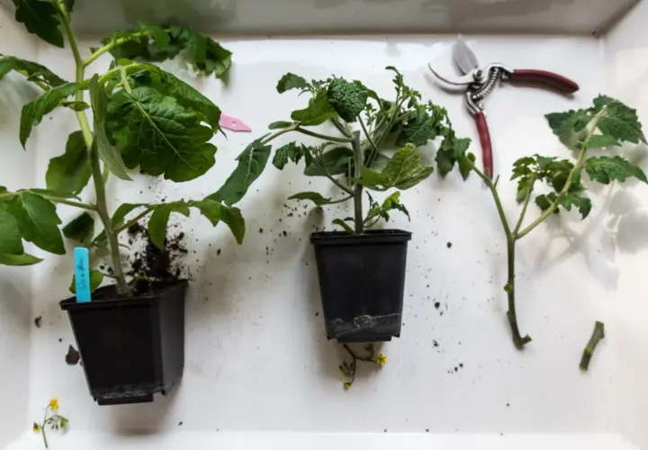 Små tomatplantor i krukor, en sekatör och jord. Snart dags att tjuva tomater och få en rik skörd.