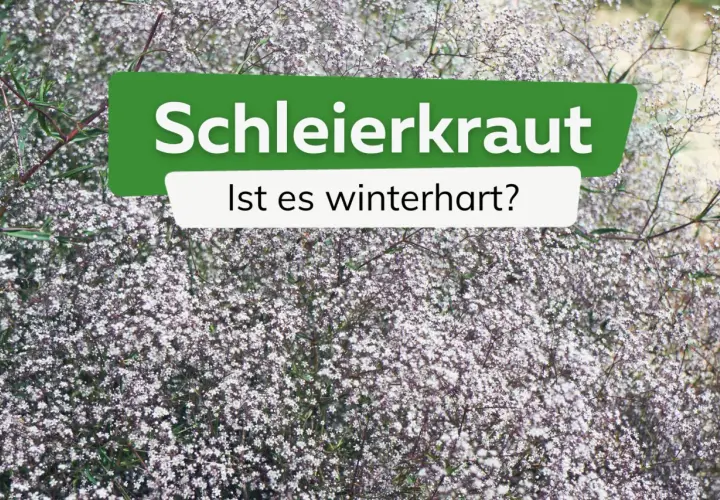 Schleierkraut, zart und blütenreich, fragt: Ist es winterhart? Ja, viele Sorten sind winterhart und schmücken den Garten auch im nächsten Jahr.