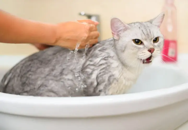 A wet, unhappy cat in a sink, with a hand pouring water over it. This might explain why do cats hate water.