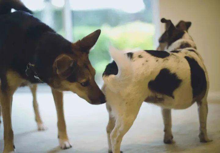 Two dogs greet each other. The dog on the left sniffs the rear of the dog on the right, a common way dogs learn about each other.