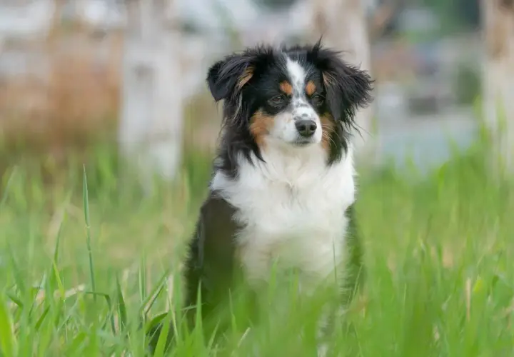 Ein süßer australian shepherd mini sitzt im hohen Gras.