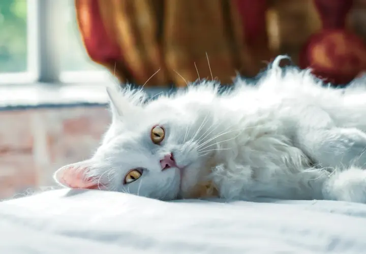 Gato blanco de pelo largo, con ojos dorados, descansa plácidamente. ¡Cuidado con las bolas de pelo gatos!