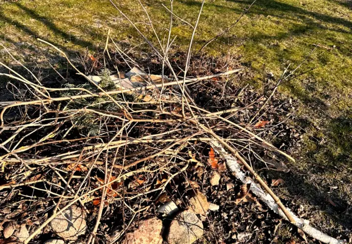 Kupa gałęzi na trawniku. Czy można palić gałęzie na wsi? Warto sprawdzić przepisy.