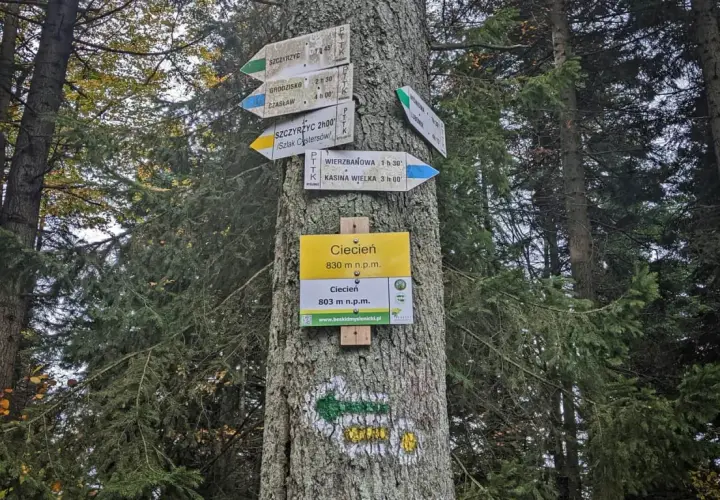 Znaki szlaku turystycznego na drzewie wskazują drogę do Ciecienia, 830 m n.p.m. W lesie widać wiele kierunków.