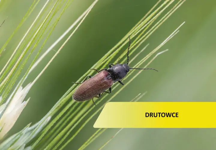 Brązowy owad, jeden z drutowców, siedzi na źdźble trawy.