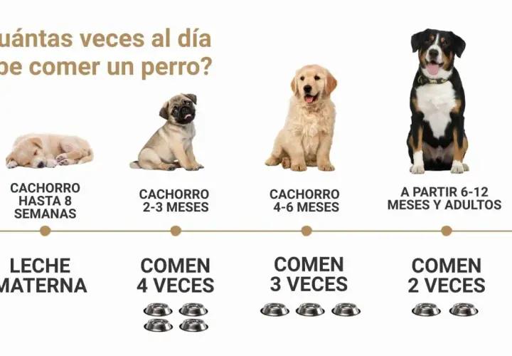 Guía visual: ¿cuántas veces al día come un perro? Cachorros hasta 8 semanas comen 4 veces, de 2-3 meses 3 veces, y adultos 2 veces.