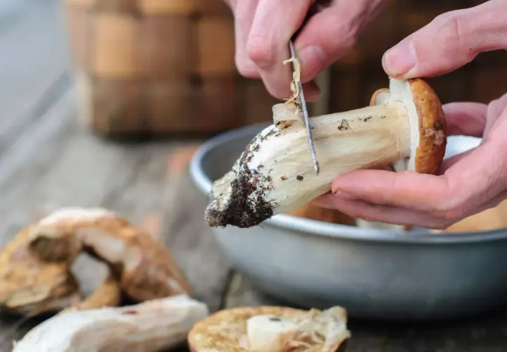 Manos limpiando boletus con un cuchillo, preparándolos para cocinar. Aprende como limpiar boletus fácilmente.