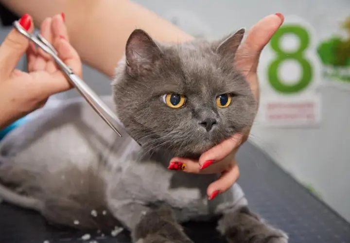Un gato gris con ojos amarillos está siendo esquilado. Se puede cortar el pelo a los gatos para su cuidado.