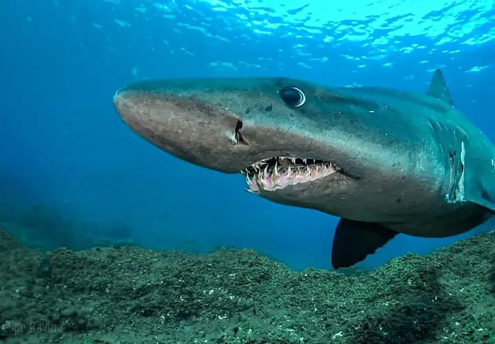 Tiburón de aguas profundas, uno de los peces de Canarias, nada sobre un lecho marino rocoso.