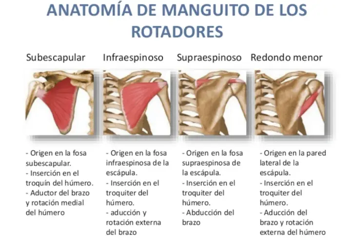 Conoce los músculos del manguito rotador y su importancia en el hombro