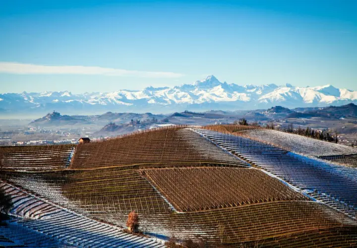 Collines enneigées du Piémont, parsemées de vignes prêtes pour un millésime Barolo exceptionnel, avec les Alpes majestueuses en arrière-plan.