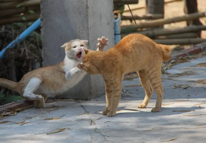Dos gatos, uno blanco y naranja, el otro naranja, se enfrentan. El blanco y naranja abre la boca en un maullido, mientras el naranja se inclina. Una escena de cómo presentar a dos gatos.