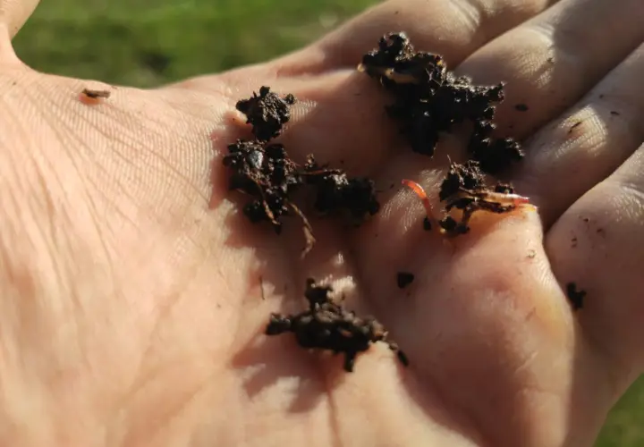 Dżdżownice kalifornijskie w glebie na dłoni. Widać kilka małych robaków, co daje pojęcie, jak szybko rozmnażają się dżdżownice kalifornijskie.