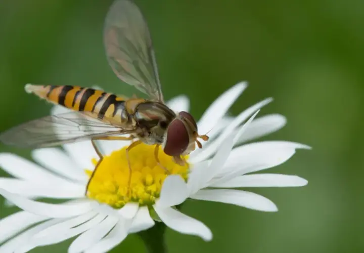 Un syrphe insecte, aux rayures jaunes et noires, butine une marguerite blanche.