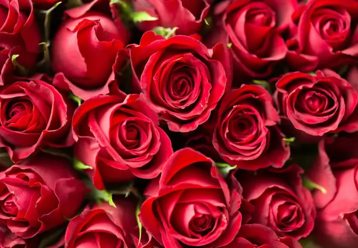 Un mazzo di rose rosse, simbolo di passione. Se un uomo ti desidera, i segnali sono chiari come il colore di questi fiori.
