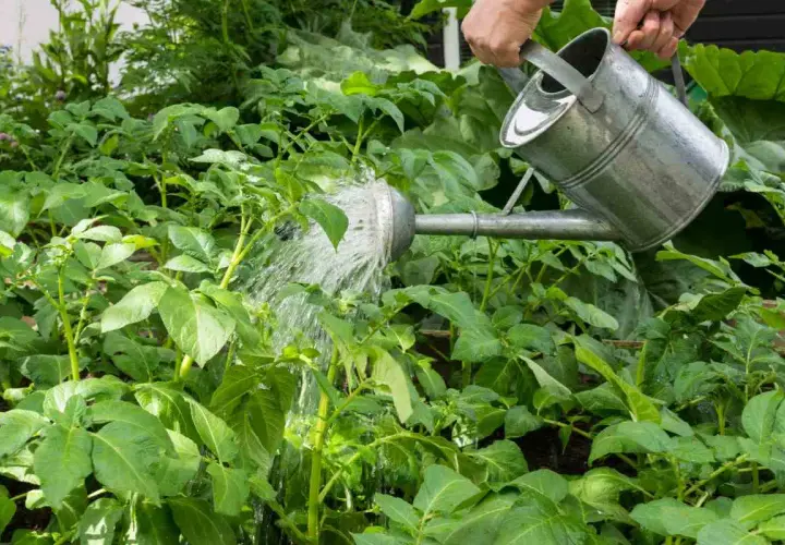 Arroser les pommes de terre est essentiel pour leur croissance. Une main verse de l'eau d'un arrosoir sur un champ de jeunes plants de pommes de terre verts et luxuriants.