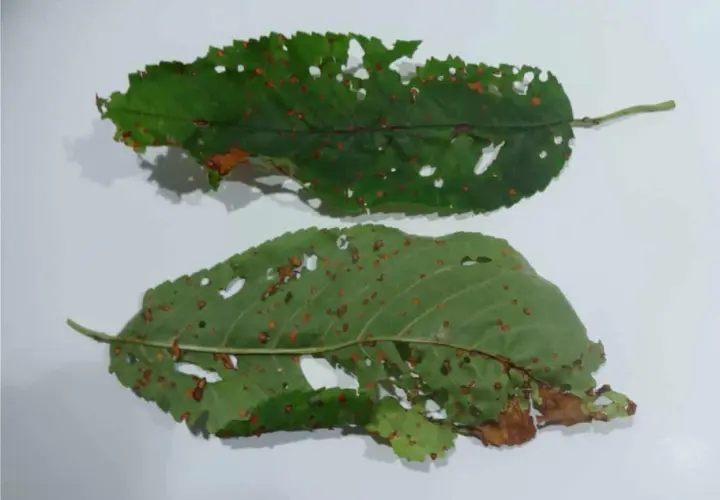 Due foglie verdi di albicocco, perforate e macchiate di ruggine, mostrano i segni di una malattia.