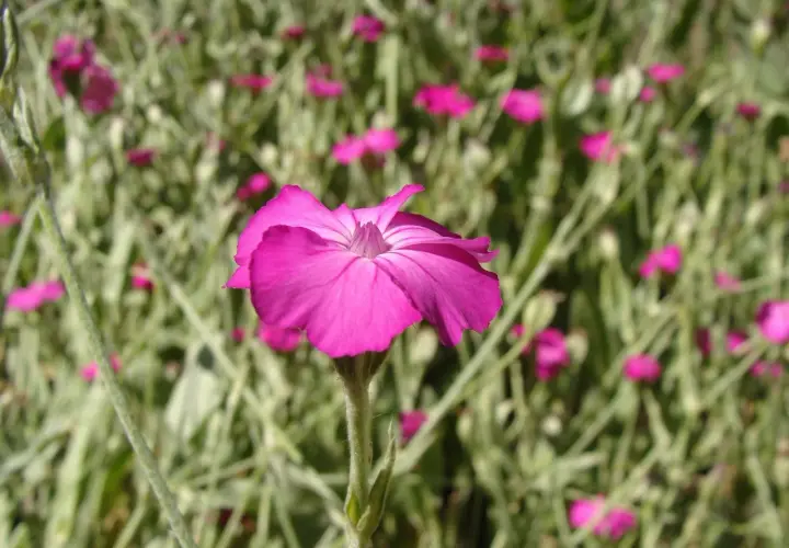 Piękna, różowa firletka omszona na tle zieleni.
