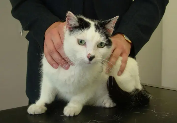 A black and white cat with green eyes is being held by a person. The cat appears calm, perhaps undergoing a check-up for issues like ibs in cats.