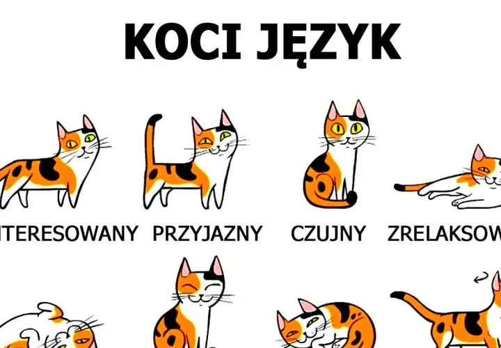 Jak rozpoznać kotkę od kota? Pewny sposób pod ogonem!