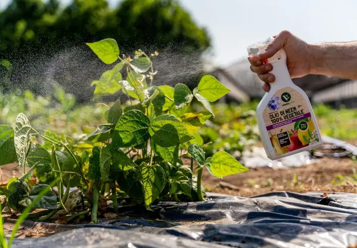 Mano spruzza olio di neem su piante in fioritura. Il prodotto naturale protegge da insetti e malattie.