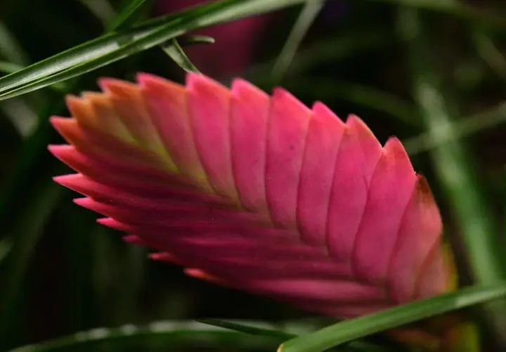 Die Tillandsia cyanea zeigt ihre leuchtend pinke Blütenähre, umgeben von grünen Blättern.