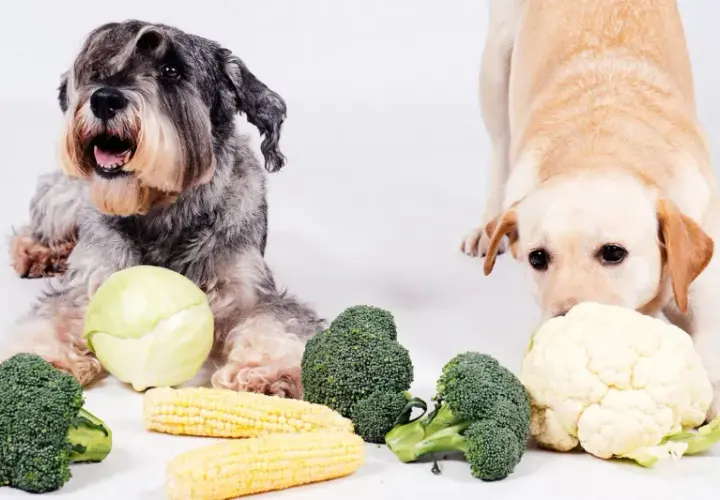 Dwa psy, jeden szorstkowłosy, drugi lablador, leżą obok warzyw. Czy pies może kalafior? Labrador wącha kalafior, a obok leżą brokuły i kukurydza.