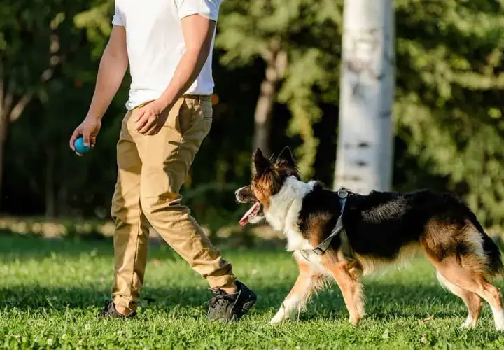 Tresura border collie: Wychowaj inteligentnego psa z pasją!