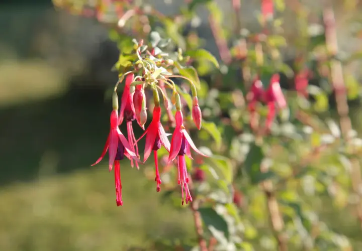 Grappe de fleurs de plante fuchsia aux pétales rouges et violets, tombant gracieusement.