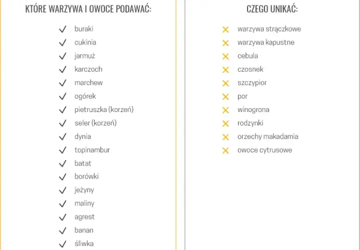 Bezpieczne przyprawy dla psa: Co możesz podać, a czego unikać?