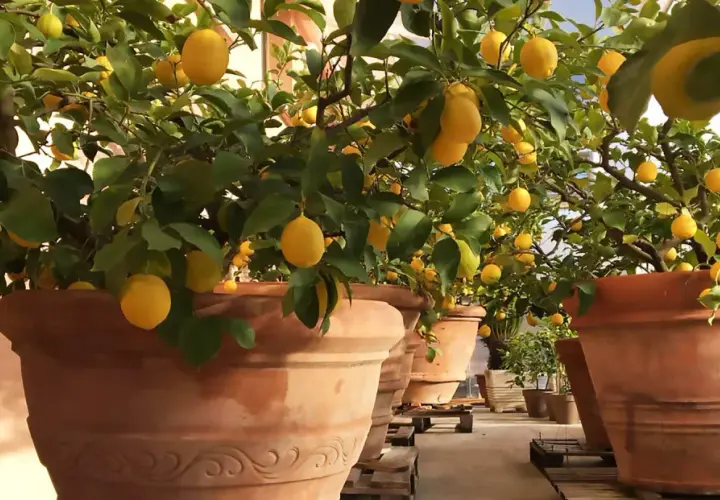 Alberi di limone carichi di frutti gialli, in grandi vasi di terracotta, un esempio di limone coltivazione in serra.