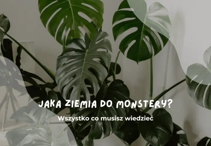 Duże, zielone liście monstery. Tekst: "Jaka ziemia do monstery? Wszystko co musisz wiedzieć".