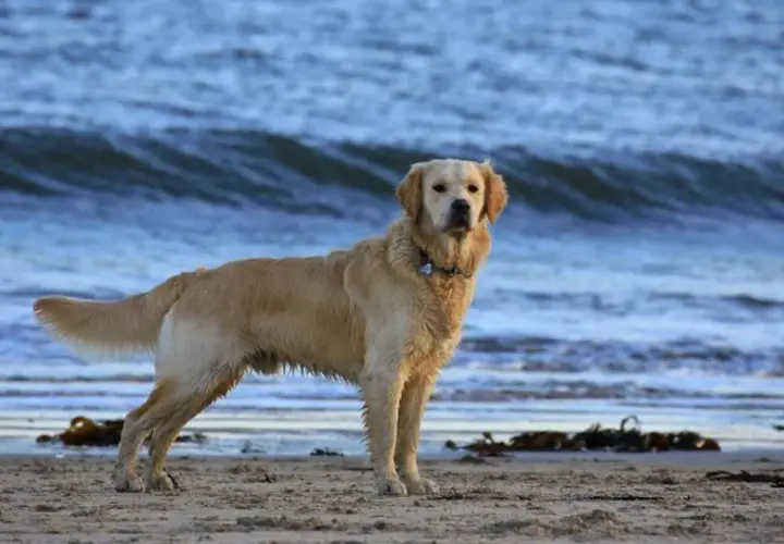 Golden retriever en la playa, con el mar azul de fondo. ¿Por qué se le corta la cola a los perros?