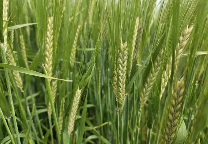 Nahaufnahme von grünen Gerstenähren, die auf einem Feld wachsen. Verschiedene winterbraugerste sorten sind hier zu sehen, bereit für die Ernte.