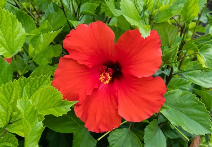 Jak skutecznie nawozić hibiskusa ogrodowego dla zdrowego wzrostu