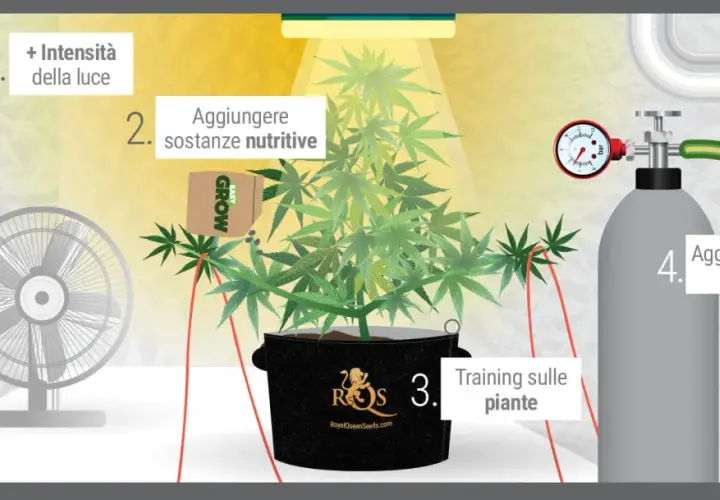 Coltivare in grow room: aumenta luce, nutrienti, training e aggiungi CO2 per piante rigogliose.