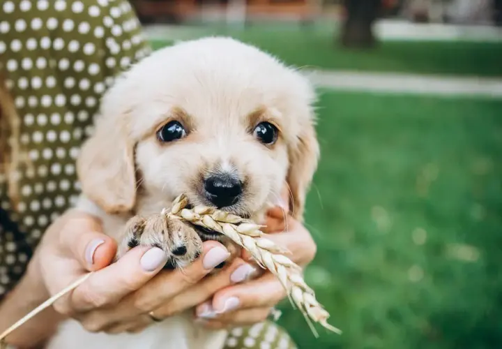 Uroczy szczeniak golden retriever trzyma w pyszczku kłos zboża. Zastanawiasz się, jakie smaczki dla szczeniaka będą najlepsze?