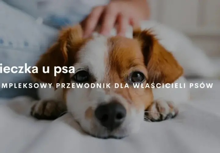 Ile dni pies ma cieczkę - przebieg cieczki i objawy. Jak się zachować?