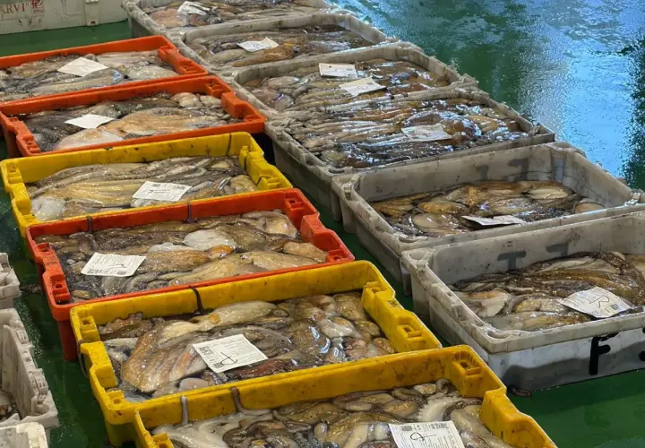 Cajas llenas de pulpos recién capturados, listos para la venta. Las vedas de pesca aseguran la sostenibilidad de estos deliciosos cefalópodos.