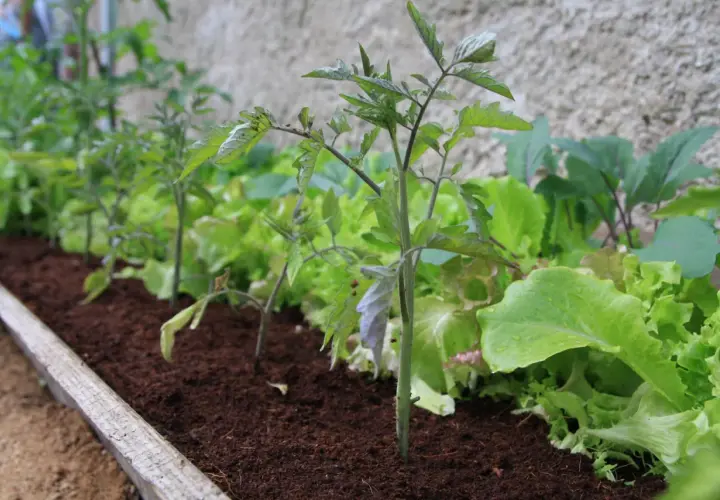 Junge Tomatenpflanzen wachsen neben knackigem Salat. Sie sind gute Nachbarn im Gemüsebeet.