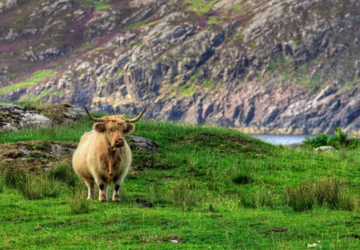 Vaca peluda en la **ruta 500 Escocia**, pastando en una colina verde con montañas rocosas y flores púrpuras al fondo.
