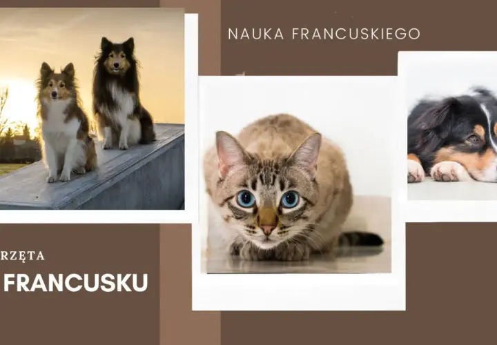 Uczymy się francuskiego: zwierzęta po francusku. Dwa psy na tle zachodzącego słońca, kot z niebieskimi oczami i pies odpoczywający na podłodze.