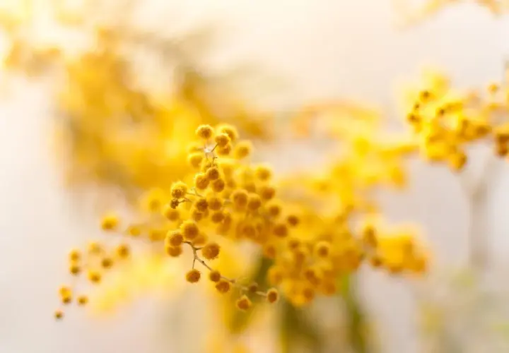 Rami di mimosa fioriti, un giallo solare che ricorda la primavera e la necessità di un buon concime per mimosa per mantenerli rigogliosi.