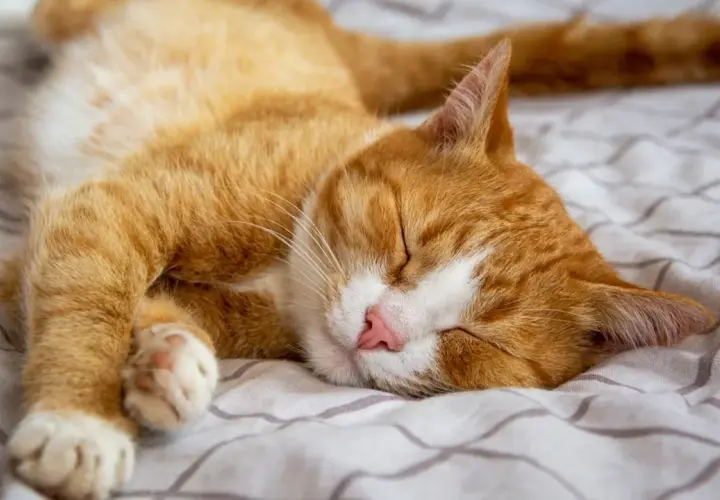 Gato naranja durmiendo plácidamente en una cama. El significado de donde duermen los gatos es que buscan comodidad y seguridad.