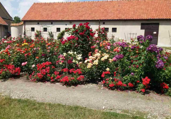 Kwiatowy raj: bujne krzewy róż multiflora w odcieniach czerwieni, różu, żółci i fioletu kwitną przed budynkiem z czerwoną dachówką.