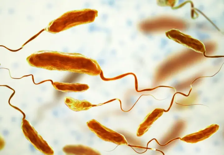 Bakterie Vibrio cholerae, wywołujące groźną chorobę zakaźną, jaką jest cholera. Mają pałeczkowaty kształt i charakterystyczne wici.