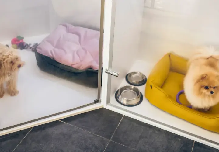Jak wygląda hotel dla psów? Poznaj komfort i opiekę dla pupila