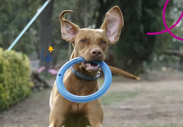 Perro hiperactivo con un aro azul en la boca, orejas al viento, listo para jugar en el exterior.