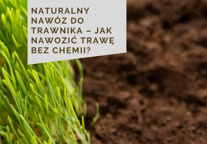 Zielona trawa i ciemna ziemia. Tekst: NATURALNY NAWÓZ DO TRAWNIKA – JAK NAWOZIĆ TRAWĘ BEZ CHEMI?